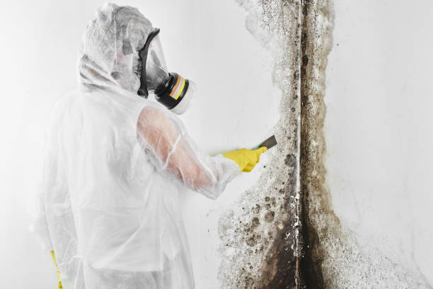Best Residential Mold Remediation in Hewitt, NJ