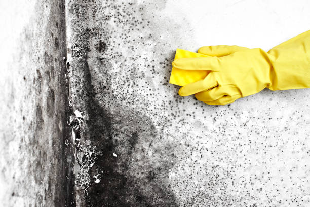 Best White Mold Remediation in Hewitt, NJ