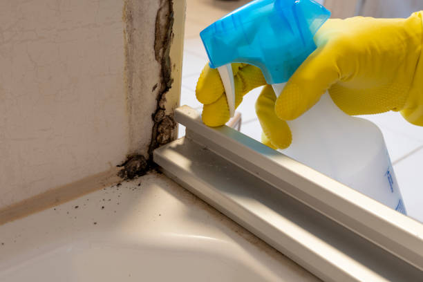 Best Localized Mold Remediation (e.g., coastal areas, humid climates) in Hewitt, NJ