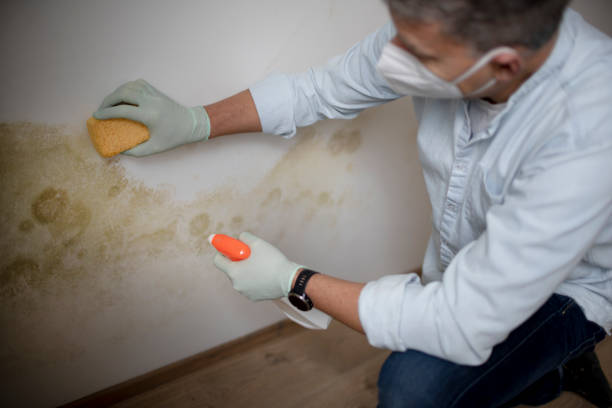 Best HVAC Mold Remediation in Hewitt, NJ