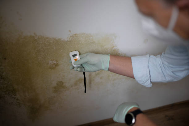 Best Mold Testing and Inspection Services in Hewitt, NJ