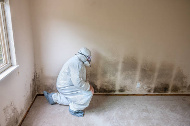 Best Bathroom Mold Remediation in Hewitt, NJ
